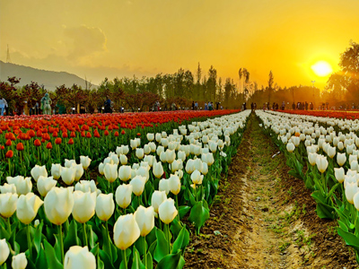 Tulip Garden